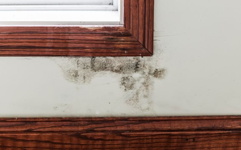 black mold and mildew