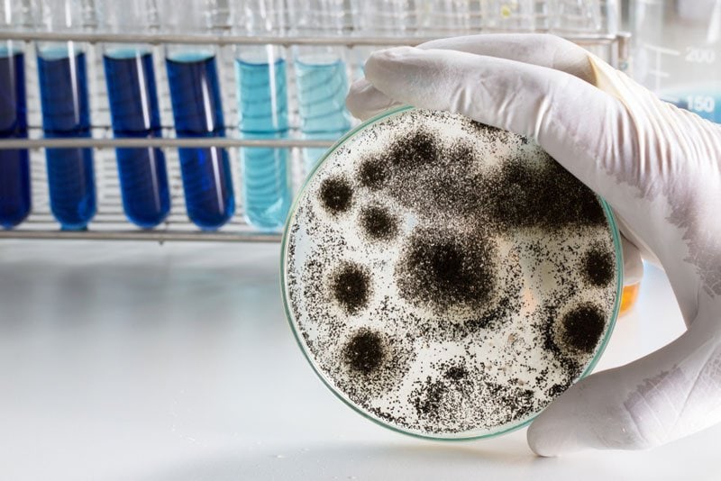 black mold cause lung cancer