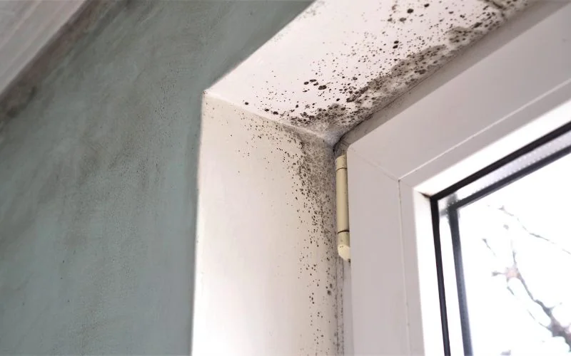 black mold