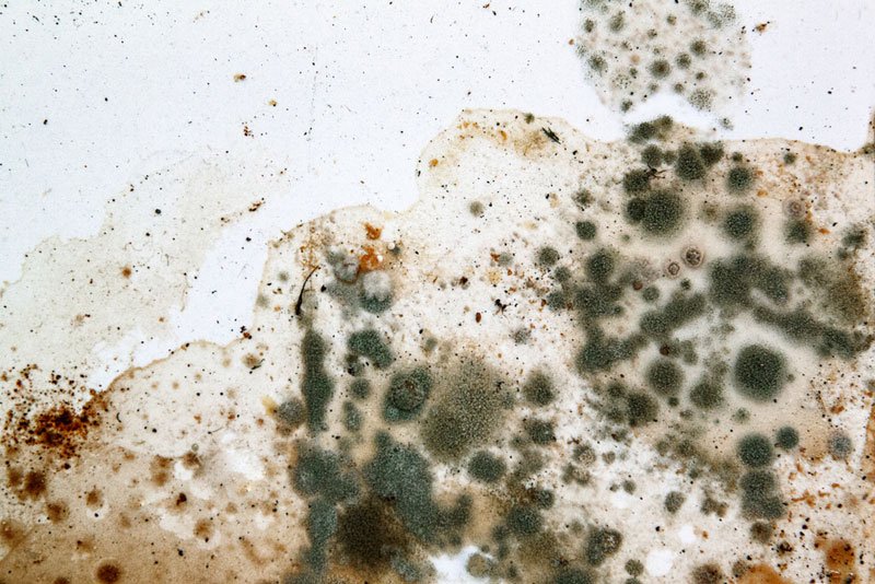 black mold