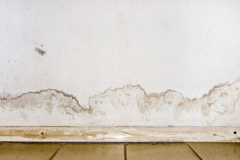 mold on drywall