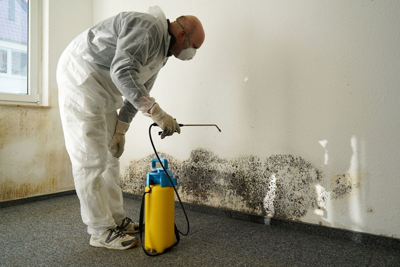 dangers of mold