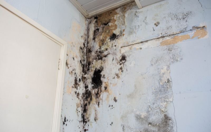 mold