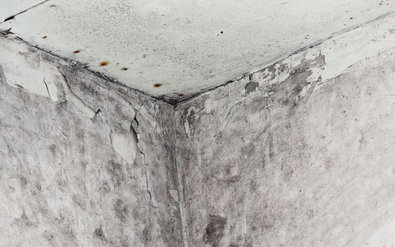 mold growth