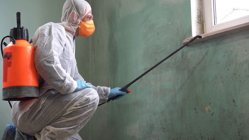 mold inspection