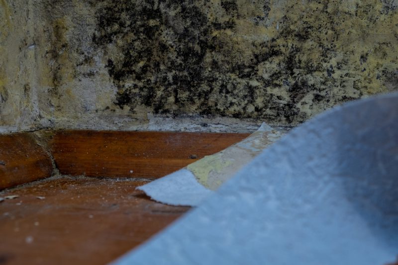 mold in crawl space