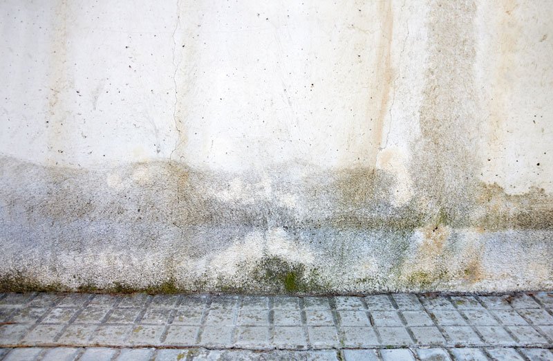 mold signs