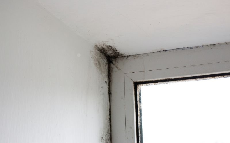 sunlight in mold prevention