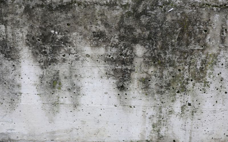 black mold