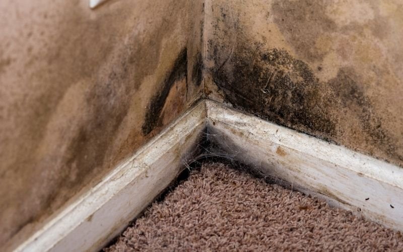 mold drywall types