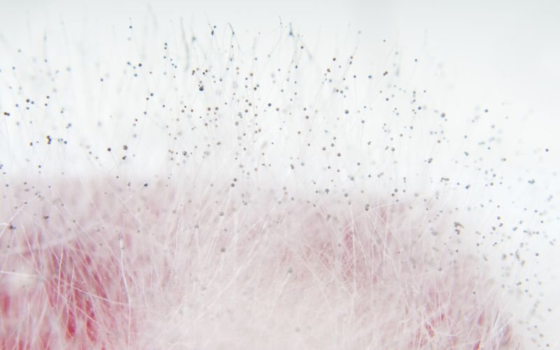 spores