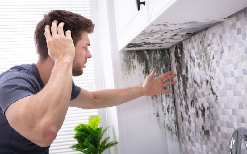 mold growth